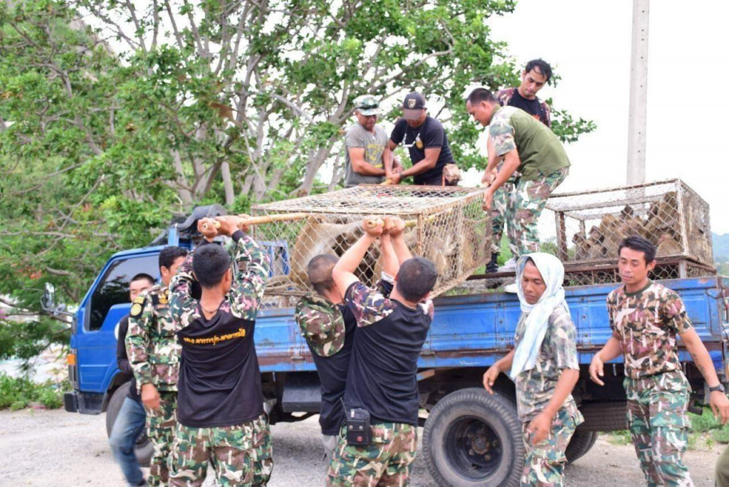 กรมอุทยานฯ ทำหมันลิงแสมหัวหิน ลดประชากรลิงกยุดสร้างความเดือดร้อนชุมชน