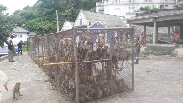 กรมอุทยานฯ ทำหมันลิงแสมหัวหิน ลดประชากรลิงกยุดสร้างความเดือดร้อนชุมชน