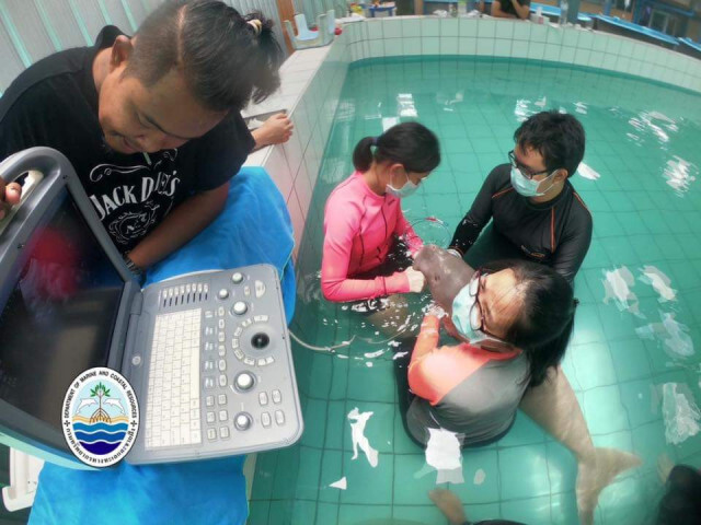 ส่ง​ 'น้องยามีล'​ ไปผ่าตัด เอาก้อนหญ้าที่อุดตันในกระเพาะออก