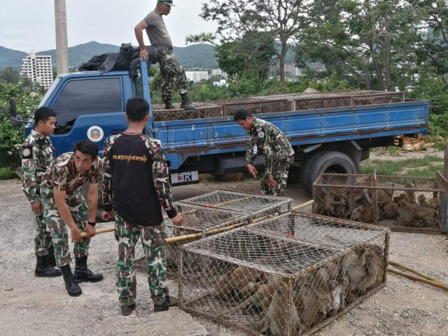 กรมอุทยานฯ ทำหมันลิงแสมหัวหิน ลดประชากรลิงกยุดสร้างความเดือดร้อนชุมชน