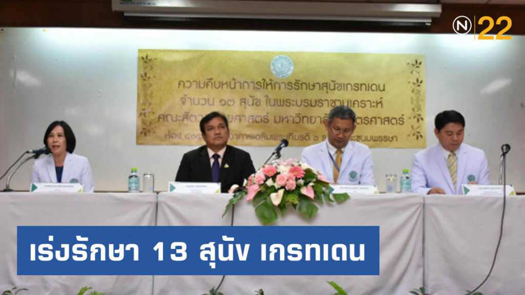 เร่งรักษา 13 สุนัข เกรทเดน ในพระบรมราชานุเคราะห์