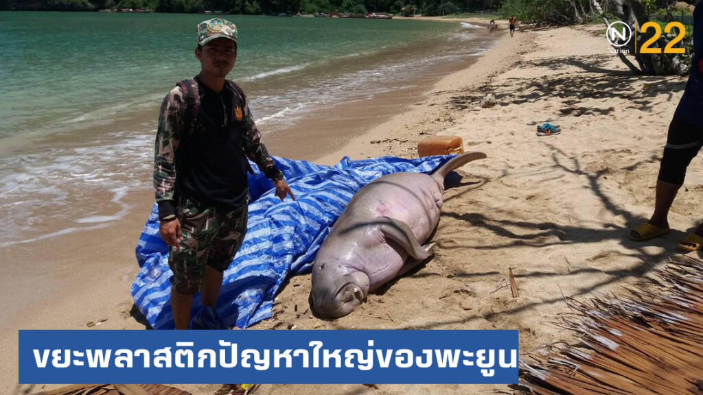 ขยะพลาสติกปัญหาใหญ่ ของ "พะยูน" ขยะพลาสติกปัญหาใหญ่ ของ "พะยูน"