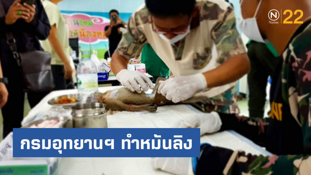 กรมอุทยานฯ ทำหมันลิง เขาตะเกียบและเขาหินเหล็กไฟ 600 ตัว กรมอุทยานฯ ทำหมันลิง เขาตะเกียบและเขาหินเหล็กไฟ 600 ตัว