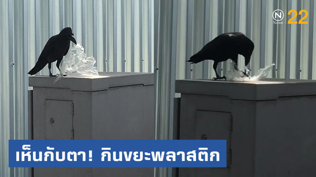 โซเชียลแชร์สนั่น! เห็นกับตา "อีกา" จิกกินขยะพลาสติก