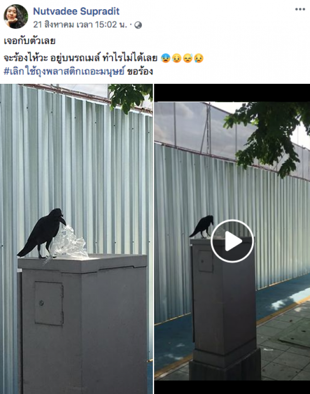 โซเชียลแชร์สนั่น! เห็นกับตา "อีกา" จิกกินขยะพลาสติก