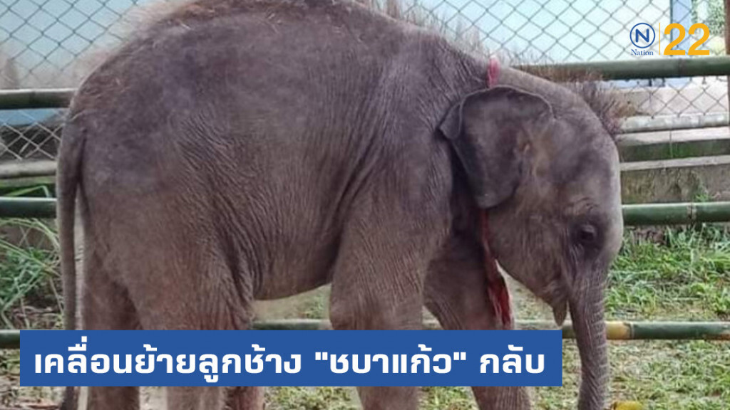 เคลื่อนย้ายลูกช้าง​ "ชบาแก้ว"​ กลับ ขสป.ภูวัว ได้อย่างปลอดภัย