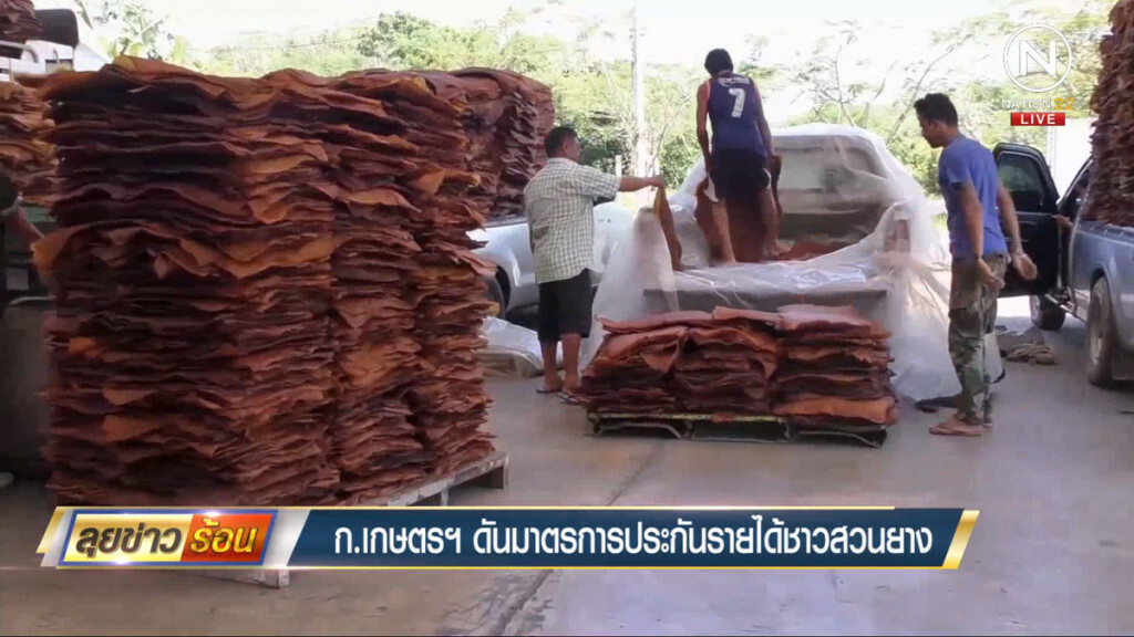 ก.เกษตรฯ ดันมาตรการประกันรายได้ชาวสวนยาง ก.เกษตรฯ ดันมาตรการประกันรายได้ชาวสวนยาง