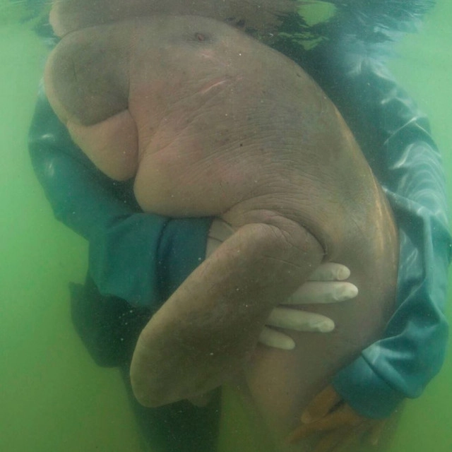 "ลีโอนาร์โด" พูดถึงการจากไปของ "มาเรียม" พะยูนน้อยขวัญใจคนไทย