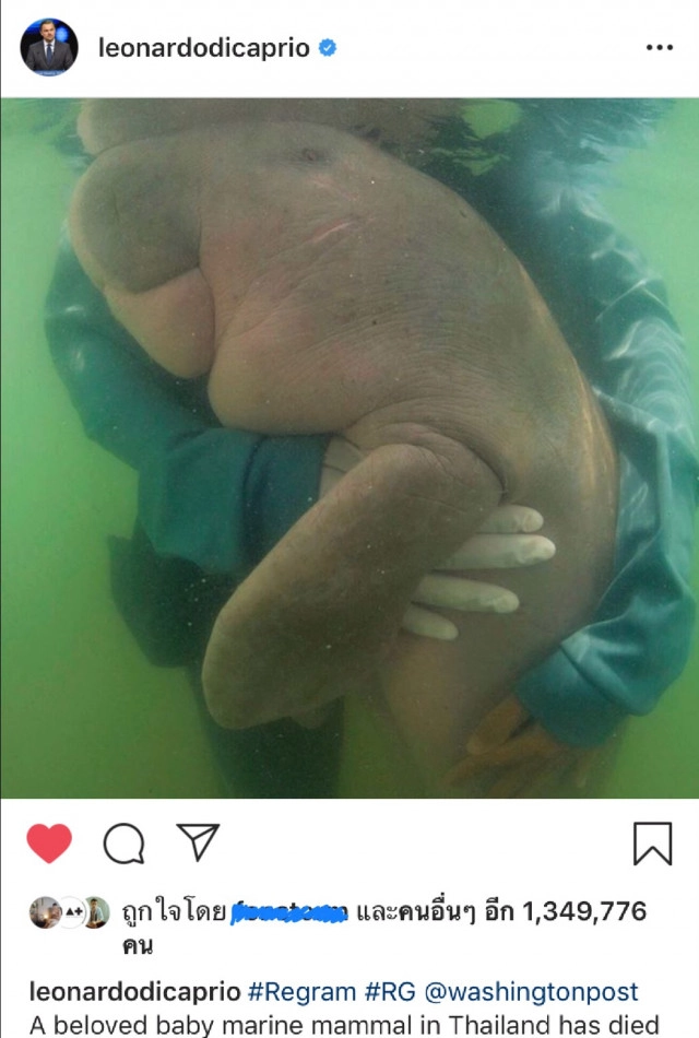 "ลีโอนาร์โด" พูดถึงการจากไปของ "มาเรียม" พะยูนน้อยขวัญใจคนไทย