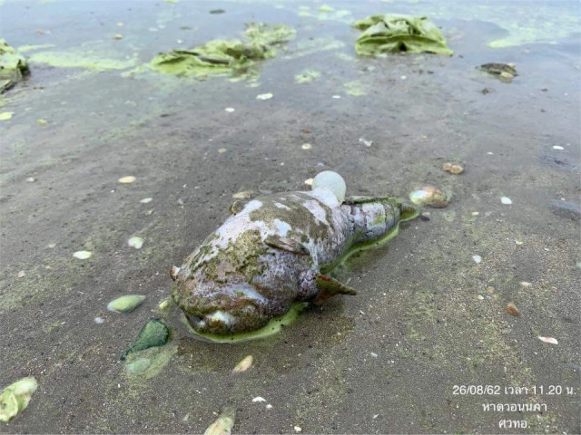 ยังเขียวต่อเนื่อง! น้ำทะเลเปลี่ยนสี​ "หาดบางแสน" เตือนห้ามจับสัตว์น้ำ​ -​ ลงเล่นน้ำ