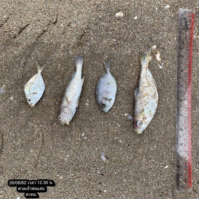 ยังเขียวต่อเนื่อง! น้ำทะเลเปลี่ยนสี​ "หาดบางแสน" เตือนห้ามจับสัตว์น้ำ​ -​ ลงเล่นน้ำ