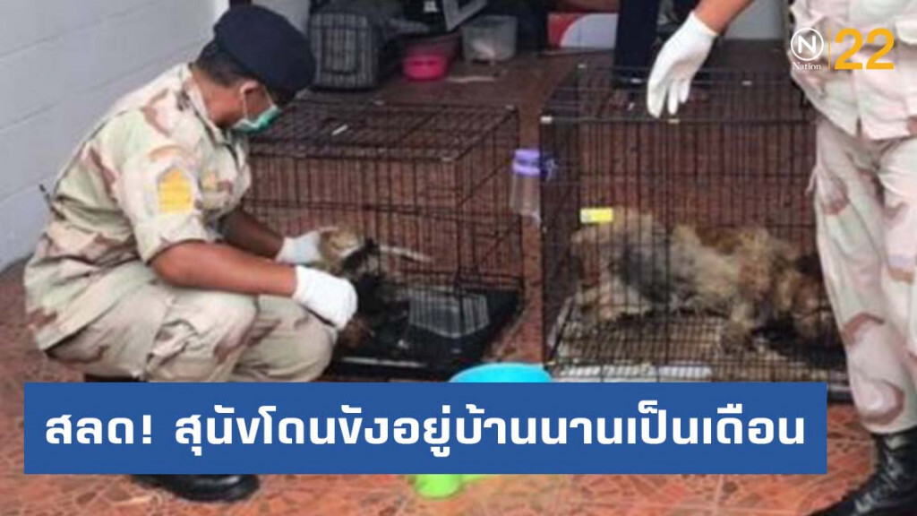 สลด! สุนัขโดนปล่อยทิ้ง ตายคาบ้าน 9 ตัว สลด! สุนัขโดนปล่อยทิ้ง ตายคาบ้าน 9 ตัว