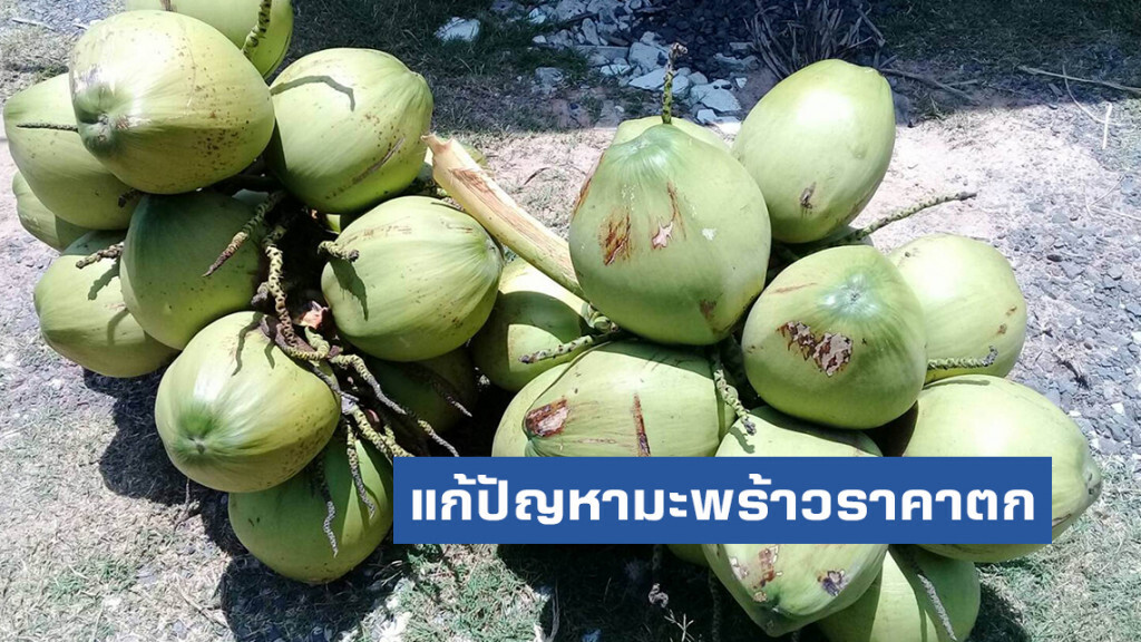 พาณิชย์งัดมาตรการแก้ปัญหามะพร้าวราคาตก