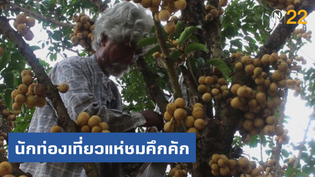 "ลองกอง" ดก อร่อย ที่ "วังน้ำเขียว" นักท่องเที่ยวแห่ชมคึกคัก