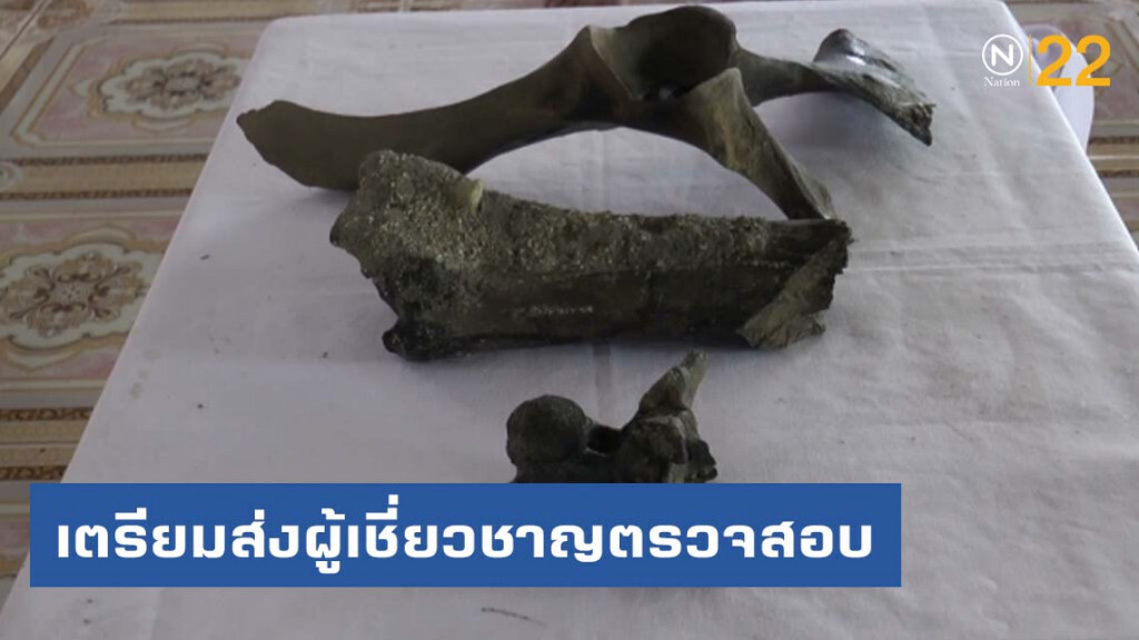 เตรียมส่งผู้เชี่ยวชาญตรวจสอบ "โครงกระดูกช้างดึกดำบรรพ์"
