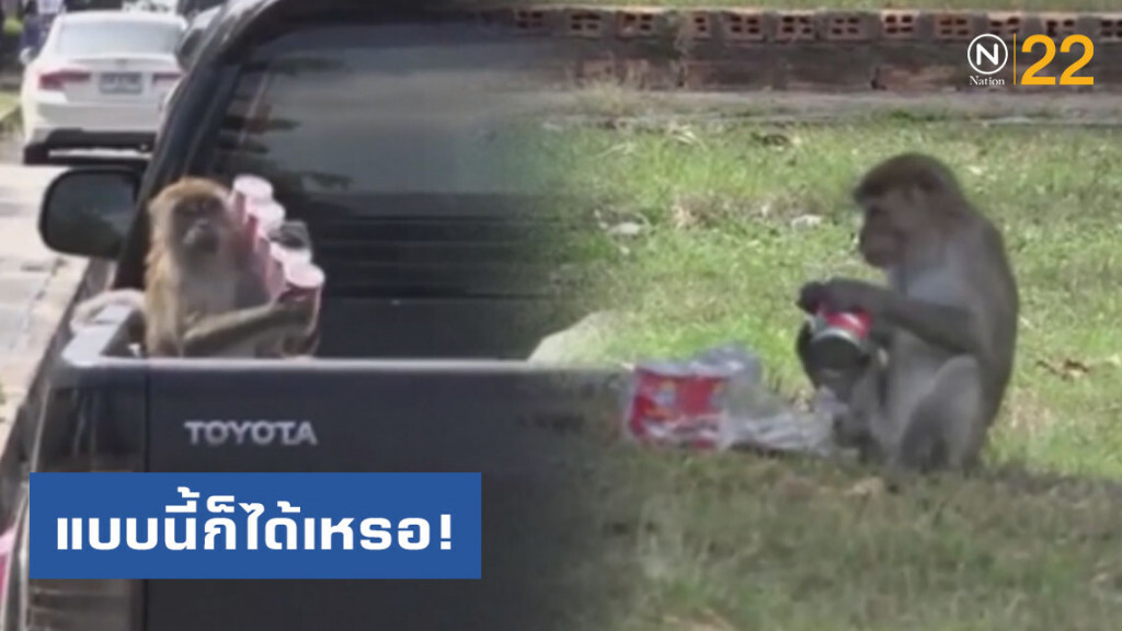แบบนี้ก็ได้เหรอ! "ลิงแสม" ขโมยปลากระป๋องชาวบ้าน
