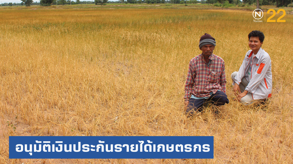 ครม.อนุมัติ 6 หมื่นล้าน ประกันรายได้เกษตรกร ปลูกข้าว-ปาล์ม ครม.อนุมัติ 6 หมื่นล้าน ประกันรายได้เกษตรกร ปลูกข้าว-ปาล์ม