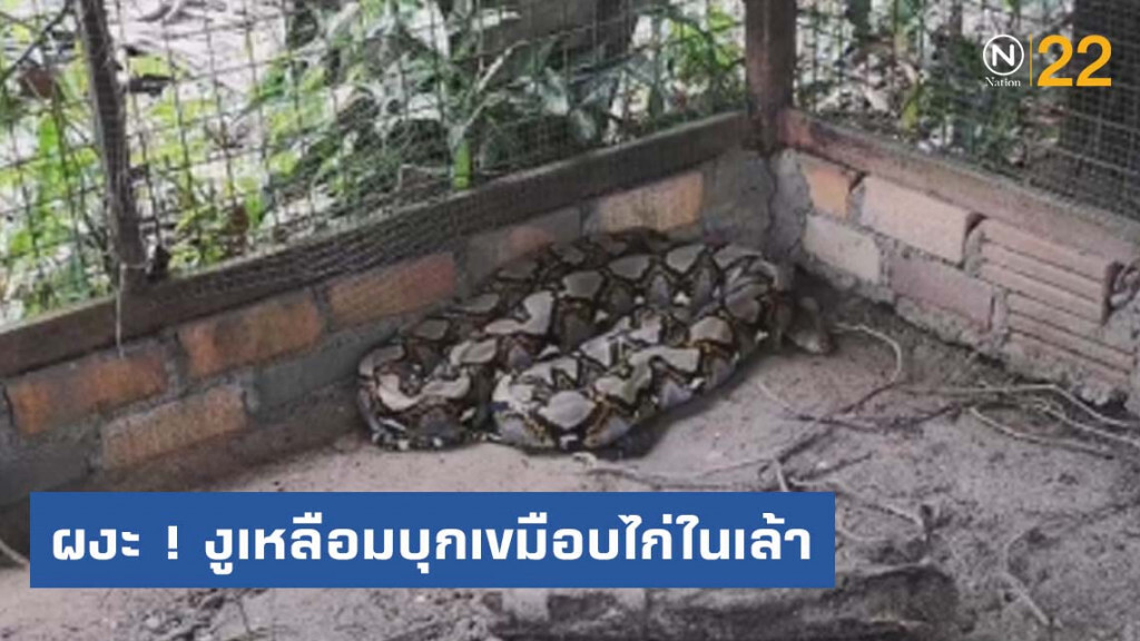 ผงะ ! งูเหลือมบุกเขมือบไก่ในเล้า ผงะ ! งูเหลือมบุกเขมือบไก่ในเล้า