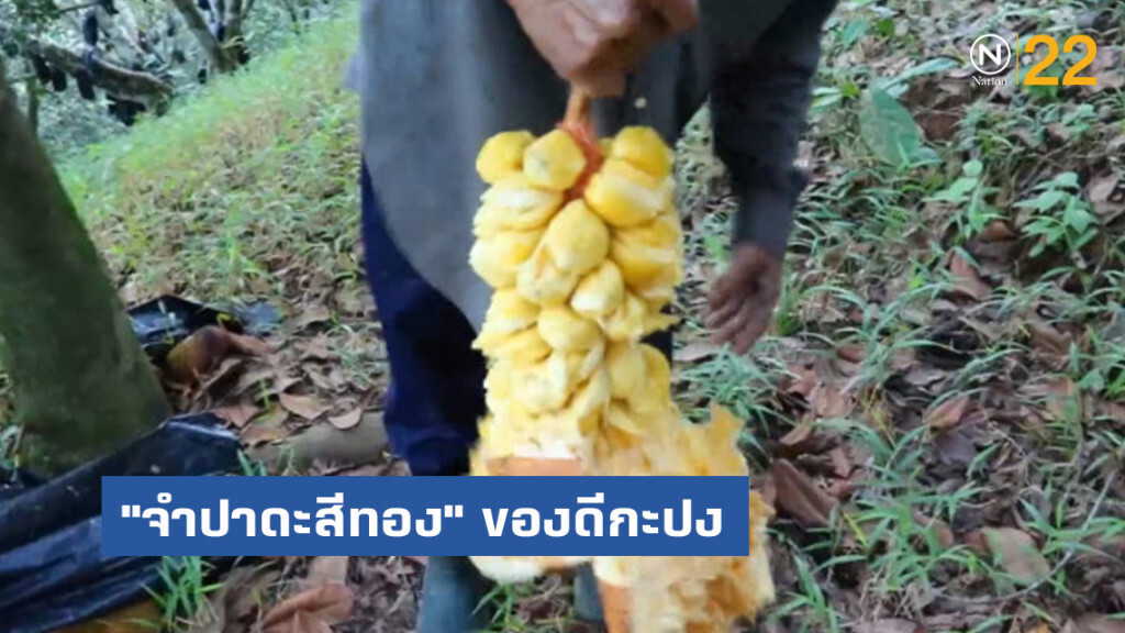 "จำปาดะสีทอง" ของดีกะปง สร้างรายได้เป็นกอบเป็นกำ
