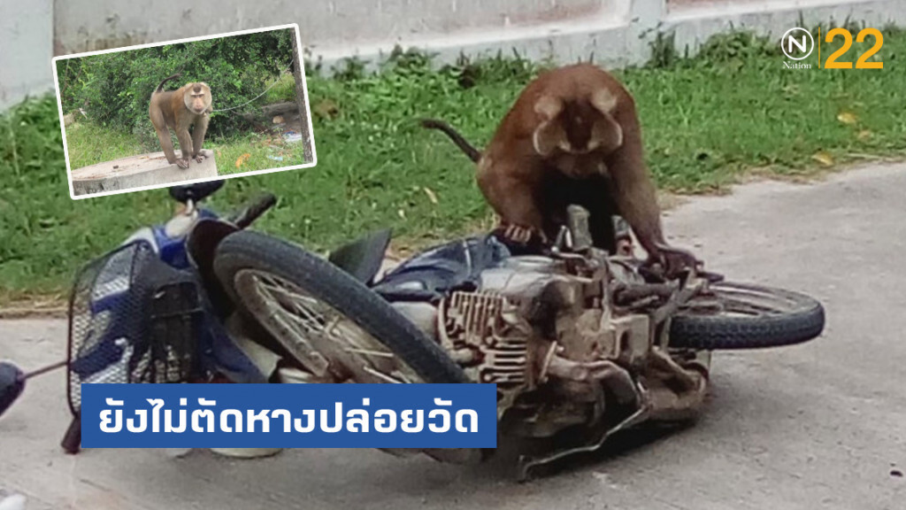 ยังไม่ตัดหางปล่อยวัด "ไอ้ไข่" ลิงขี้โมโห กัดเจ้าของแผลเหวอะ