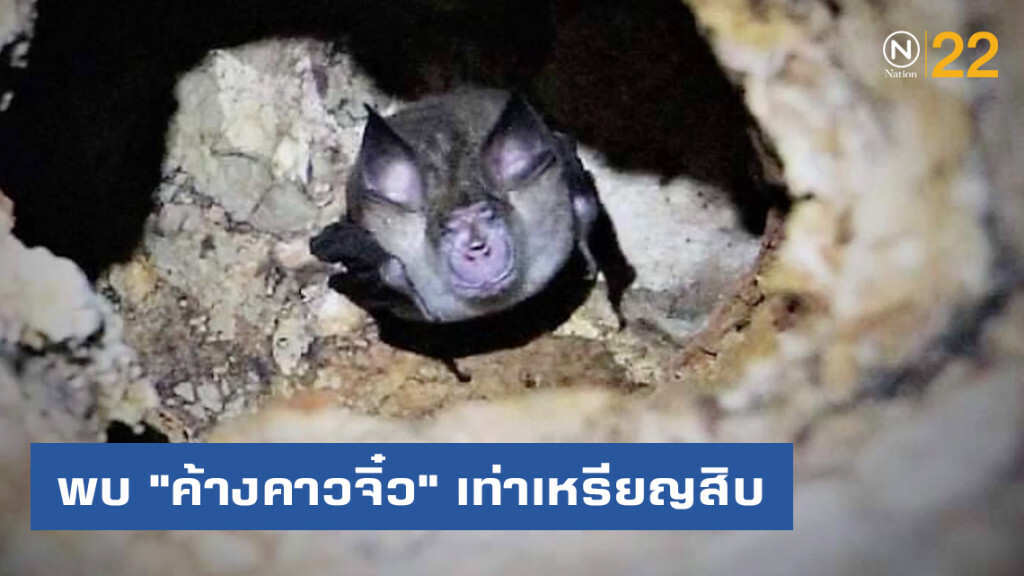 ฮือฮา ! พบ "ค้างคาวจิ๋ว" เท่าเหรียญสิบในถ้ำกระบี่