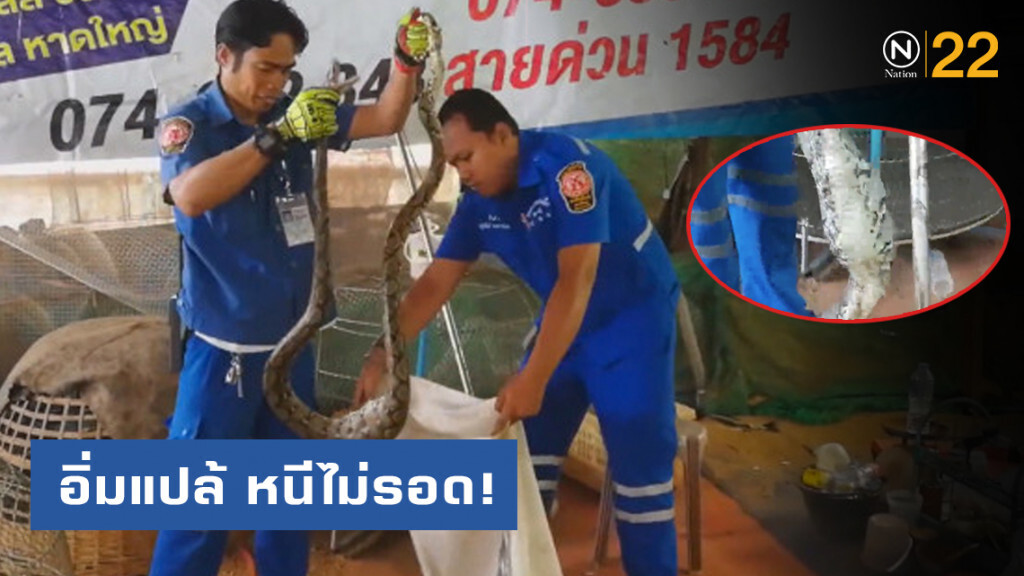 "งูเหลือม" เลื้อยกินไก่นอนอิ่มแปล้คาคอก "งูเหลือม" เลื้อยกินไก่นอนอิ่มแปล้คาคอก
