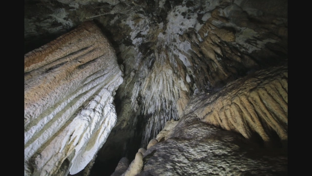 ฮือฮา ! พบ "ค้างคาวจิ๋ว" เท่าเหรียญสิบในถ้ำกระบี่