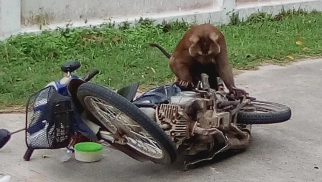 ยังไม่ตัดหางปล่อยวัด "ไอ้ไข่" ลิงขี้โมโห กัดเจ้าของแผลเหวอะ