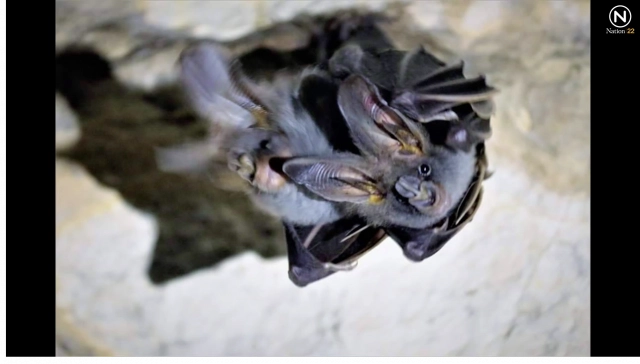 ฮือฮา ! พบ "ค้างคาวจิ๋ว" เท่าเหรียญสิบในถ้ำกระบี่