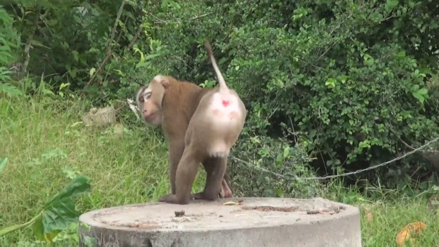 ยังไม่ตัดหางปล่อยวัด "ไอ้ไข่" ลิงขี้โมโห กัดเจ้าของแผลเหวอะ