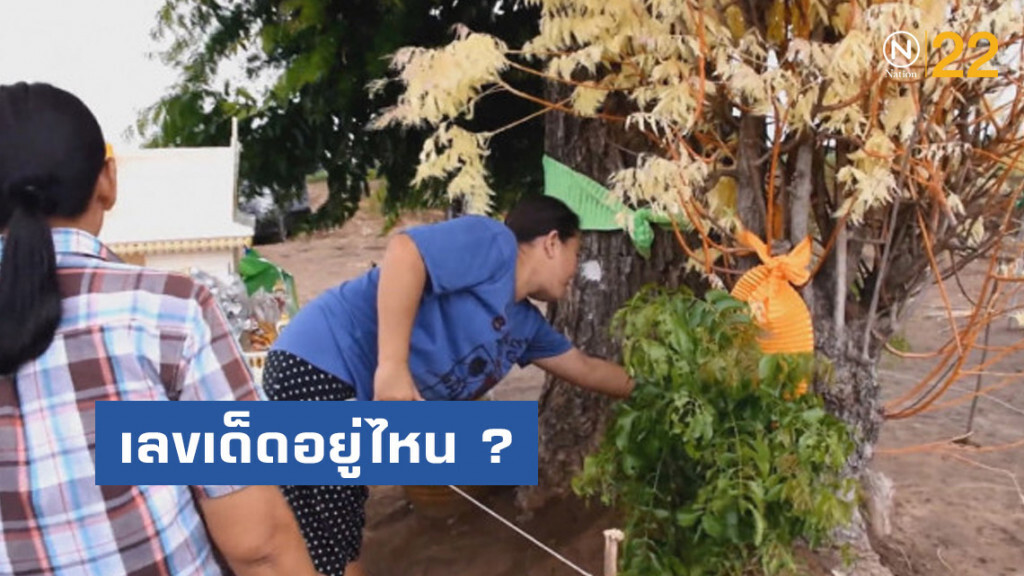 เลขเด็ดอยู่ไหน ? แห่ขอโชคลาภ ! "สะเดาทอง" กลางไร่ข้าวโพด