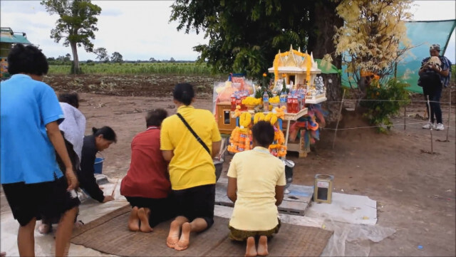 เลขเด็ดอยู่ไหน ? แห่ขอโชคลาภ ! "สะเดาทอง" กลางไร่ข้าวโพด