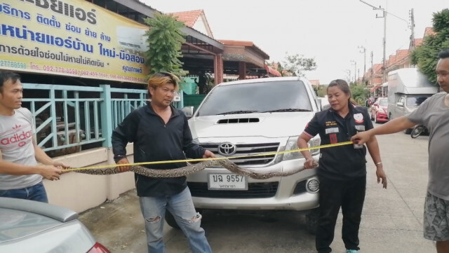 อึ้ง ทึ่ง เสียว ! "กู้ภัยสาว" มุดใต้ท้องรถจับ "น้องเหลือม"