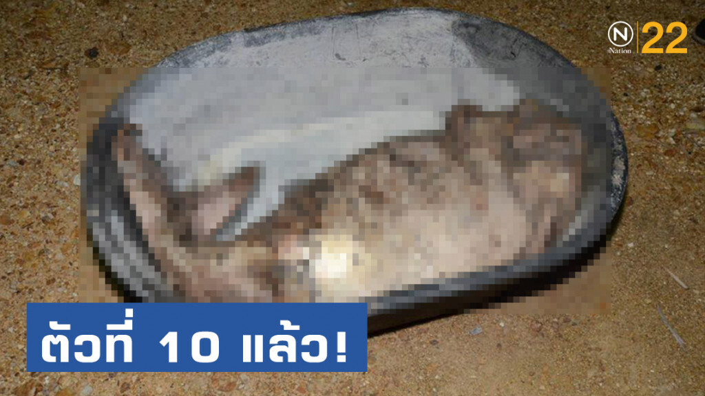 ตัวที่ 10 แล้ว! พบซากพะยูน เกยตื้นอีกปากคลองตาเปะ จ.ตรัง