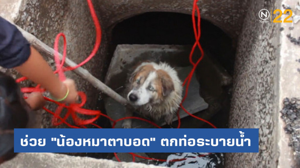 ช่วยทุลักทุเล ! "น้องหมาตาบอด" ตกท่อระบายน้ำ ช่วยทุลักทุเล ! "น้องหมาตาบอด" ตกท่อระบายน้ำ