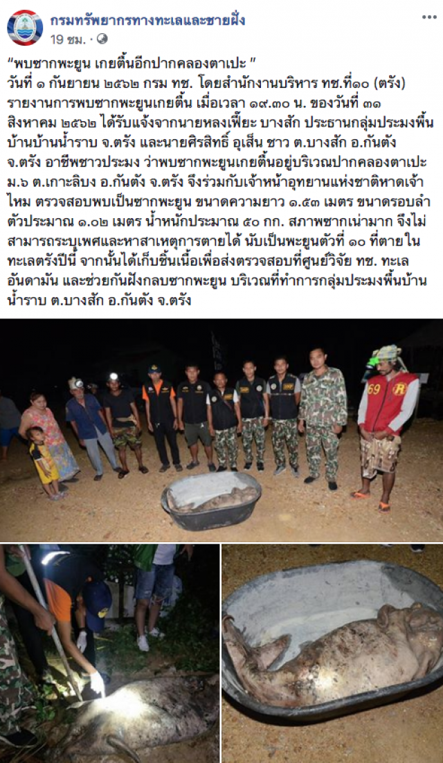 ตัวที่ 10 แล้ว! พบซากพะยูน เกยตื้นอีกปากคลองตาเปะ จ.ตรัง