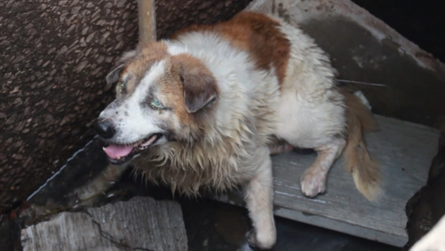 ช่วยทุลักทุเล ! "น้องหมาตาบอด" ตกท่อระบายน้ำ