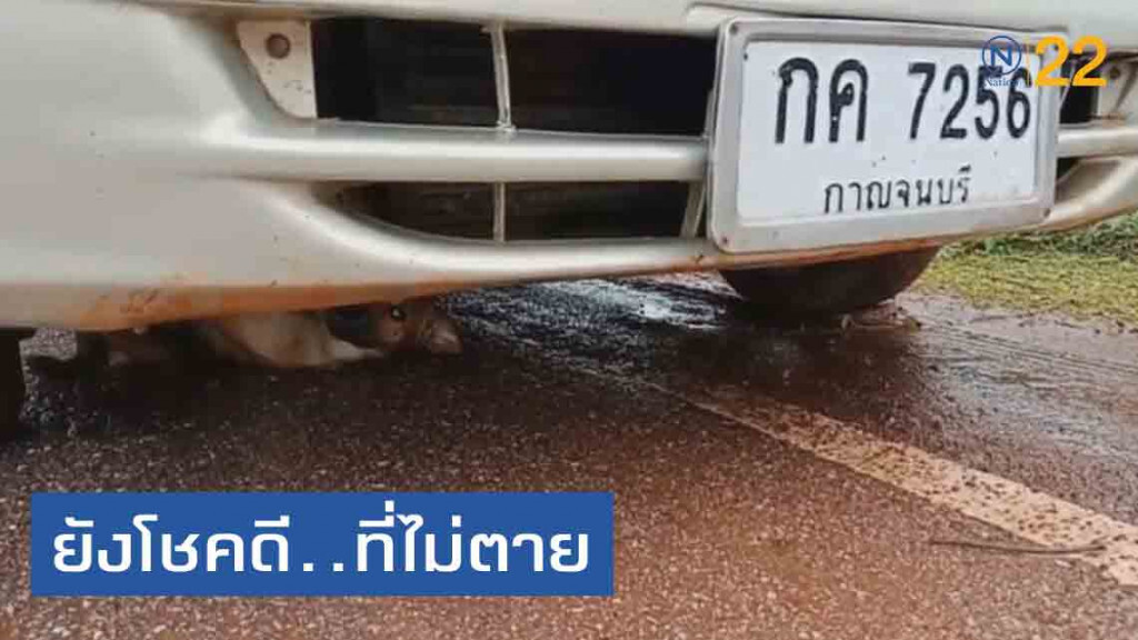 ชนเข้าอย่างจัง! "น้องหมา" วิ่งตัดหน้า โดนรถชนติดใต้ท้อง ชนเข้าอย่างจัง! "น้องหมา" วิ่งตัดหน้า โดนรถชนติดใต้ท้อง