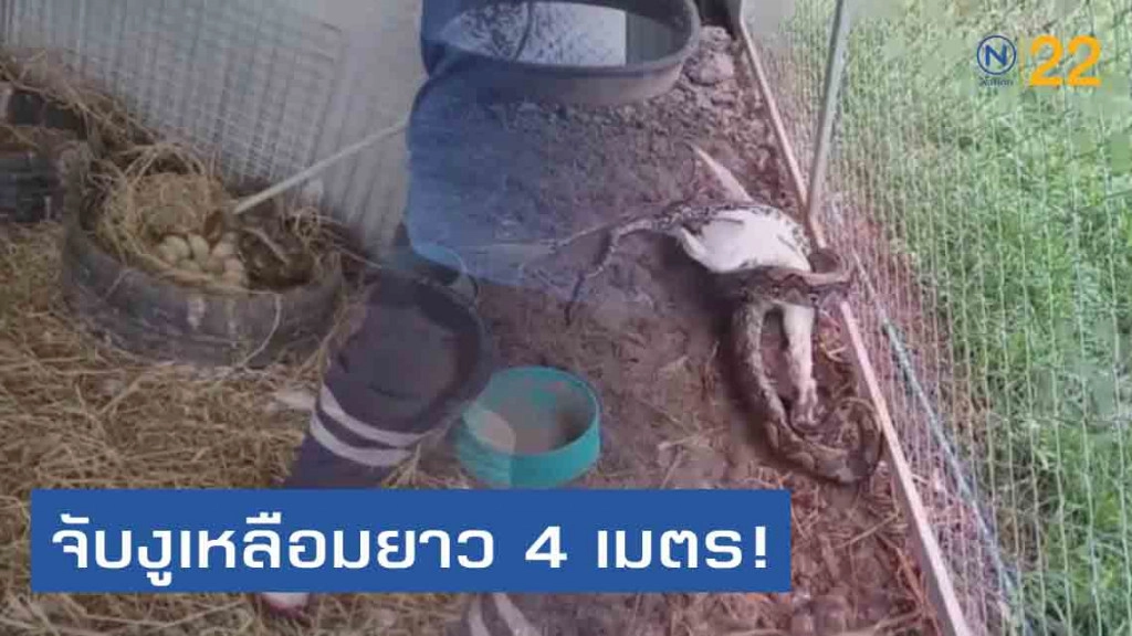 ผงะ..! งูเหลือมหนีน้ำท่วมซุกเล้าห่าน