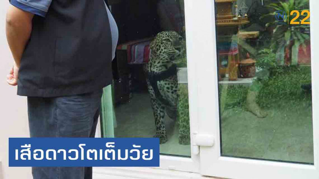 ขวัญผวา! ชาวบ้านแจ้ง "ปฏิบัติการพิเศษเหยี่ยวดง" บุกจับบ้านหรูเลี้ยงเสือดาว!