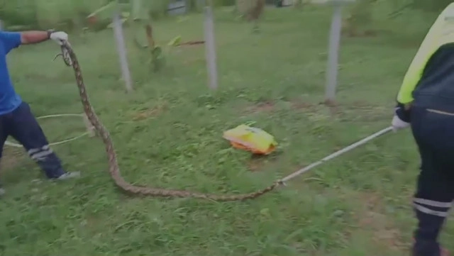 ผงะ..! งูเหลือมหนีน้ำท่วมซุกเล้าห่าน