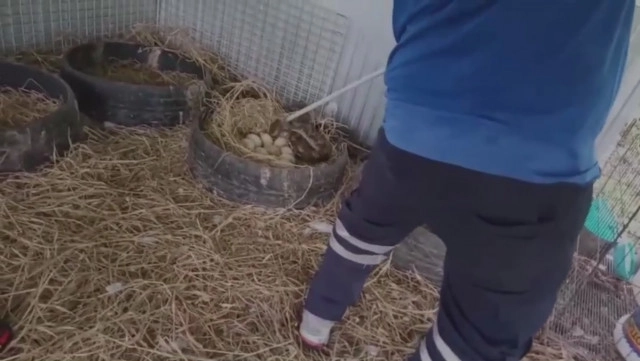 ผงะ..! งูเหลือมหนีน้ำท่วมซุกเล้าห่าน