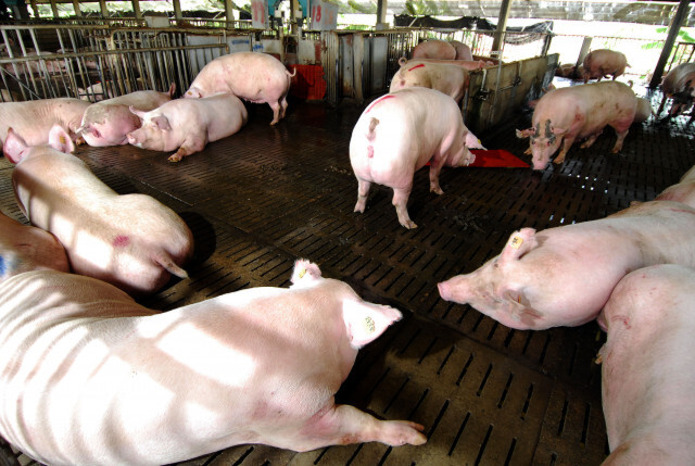หมูไทยเนื้อหอมรับออเดอร์ฮ่องกงเพียบ หลังป้อง ASF เข้มต่อเนื่อง