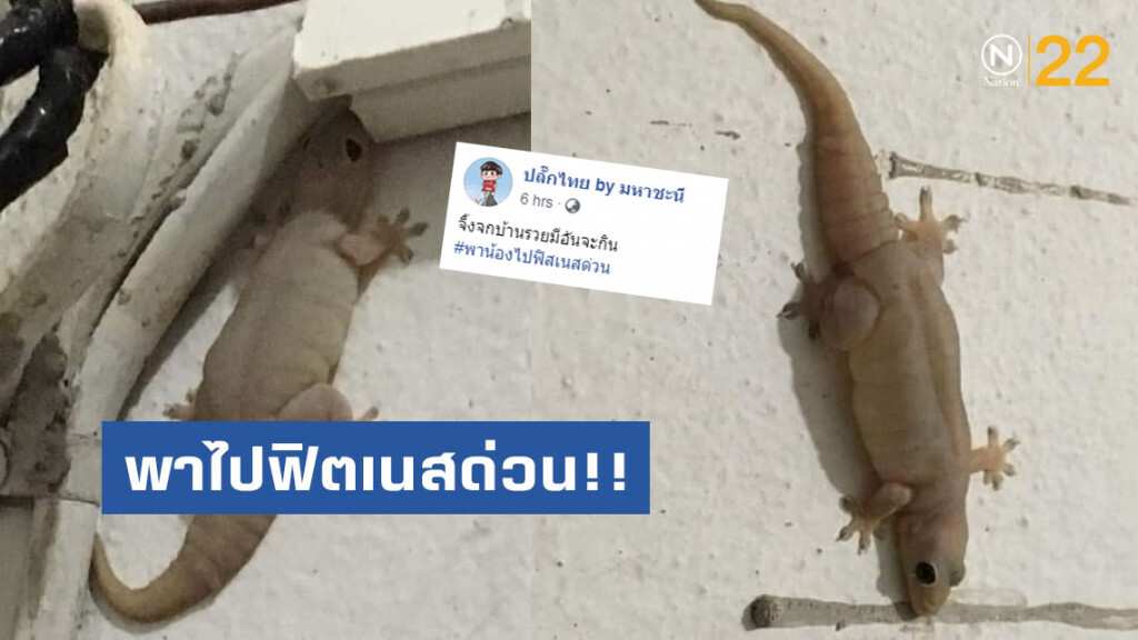 โซเชียล แซวยกใหญ่ "จิ้งจกมีอันจะกิน" ต้องพาไปฟิตเนสด่วน โซเชียล แซวยกใหญ่ "จิ้งจกมีอันจะกิน" ต้องพาไปฟิตเนสด่วน