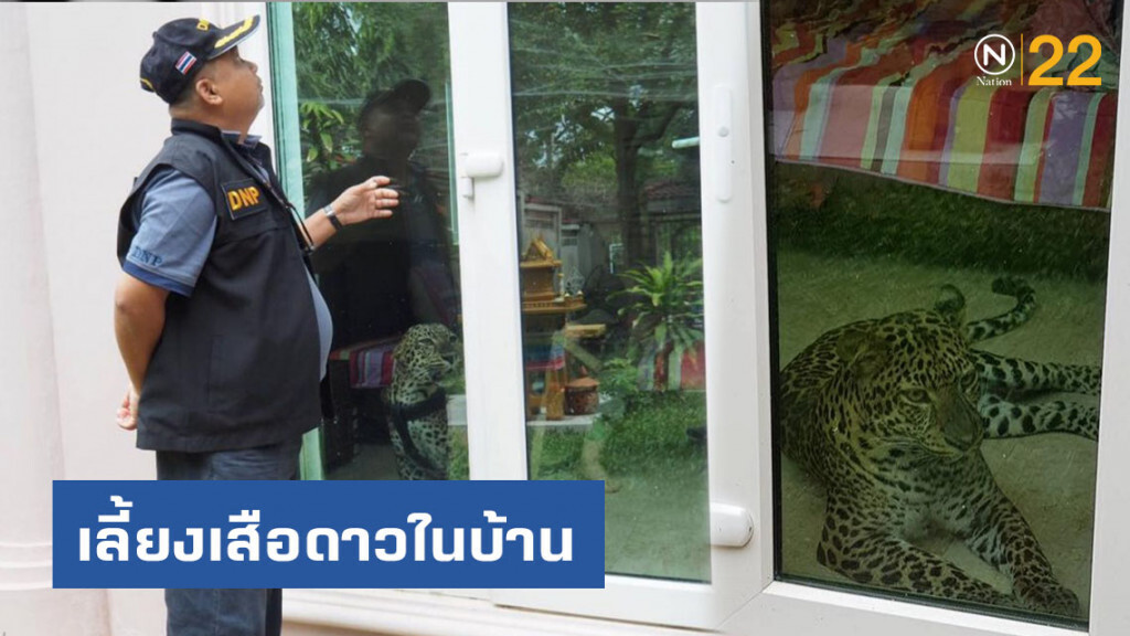 บุกตรวจบ้านหรู จนท.ผงะ! พบสามีภรรยาเลี้ยงเสือดาวไว้ในบ้าน