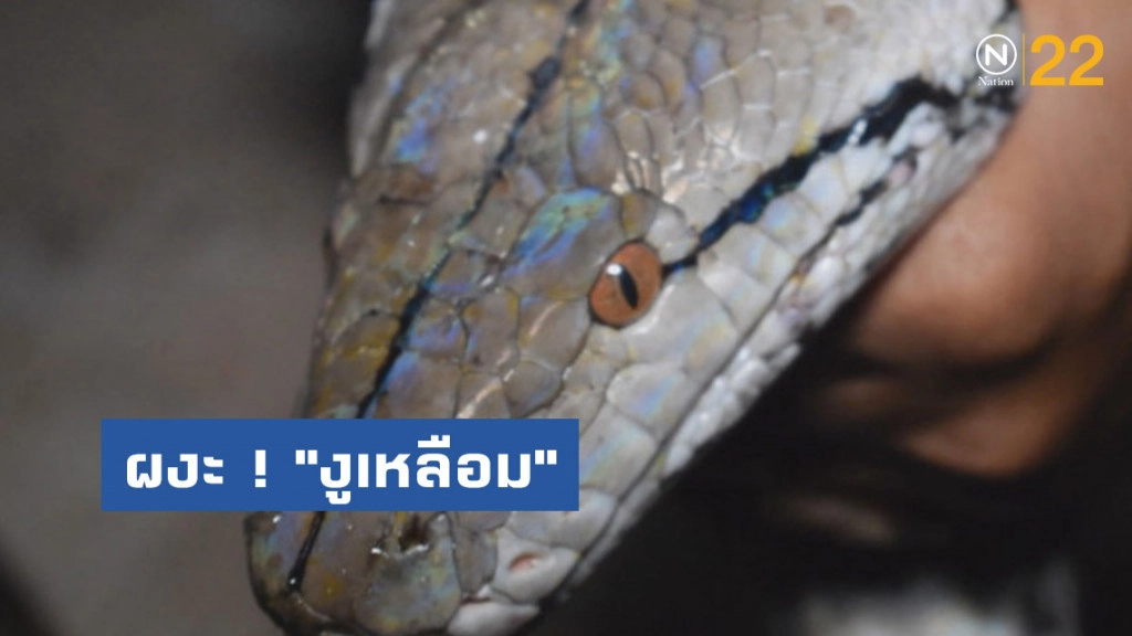 ผงะ ! "งูเหลือม" ลากไก่ไปกินบนต้นไม้ ผงะ ! "งูเหลือม" ลากไก่ไปกินบนต้นไม้