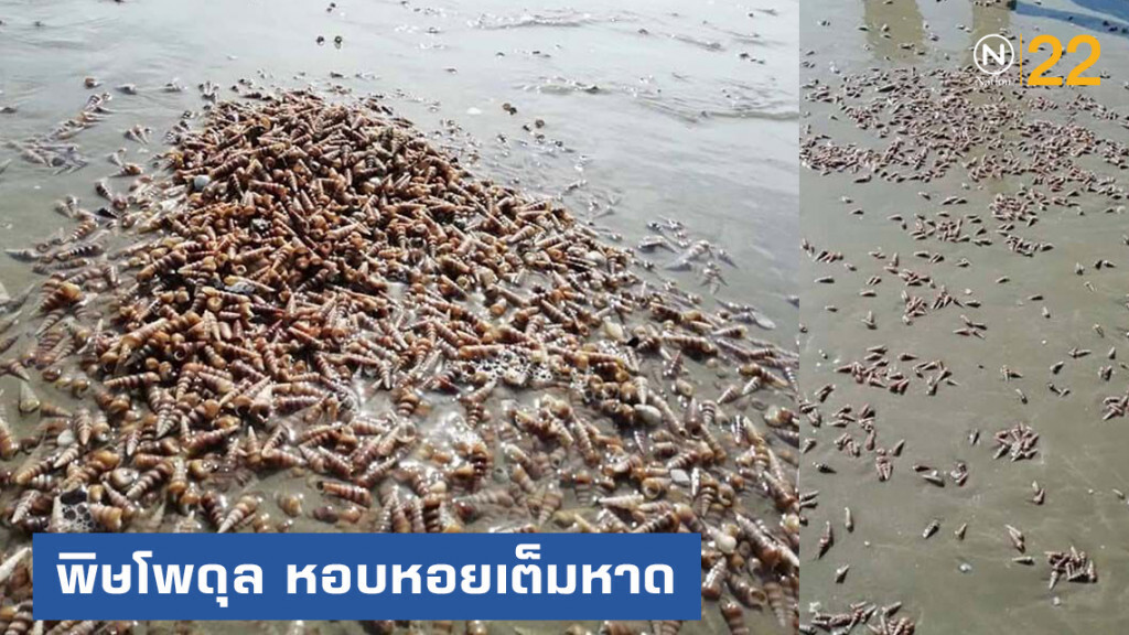 พิษ "โพดุล" เกิดคลื่นใหญ่ หอบหอยนับล้านเกลื่อนหาดระนอง พิษ "โพดุล" เกิดคลื่นใหญ่ หอบหอยนับล้านเกลื่อนหาดระนอง
