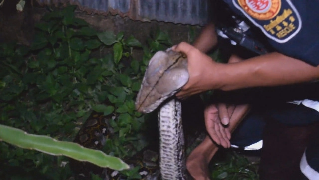 ผงะ ! "งูเหลือม" ลากไก่ไปกินบนต้นไม้