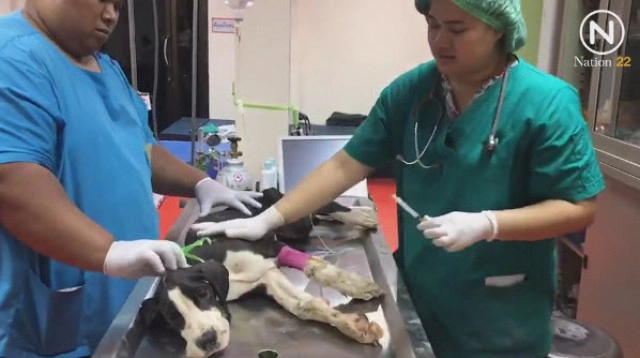 พระราชทานชื่อ 13 เกรทเดน เป็นกลุ่มดอกไม้