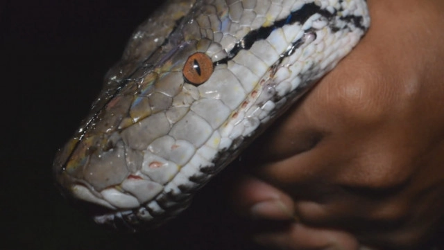 ผงะ ! "งูเหลือม" ลากไก่ไปกินบนต้นไม้